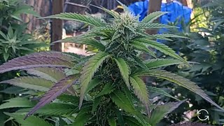 Come Hangout with Vermonster Grows