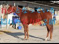エリザベス女王杯 2022 穴馬予想 上昇の余地ありながら女王撃破！！ハイレベルレースを戦ってきた伏兵２頭　京王杯１１番人気フロムダスク２着激走