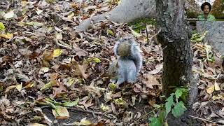 Weekly Walk: Autumn Foliage in Central Park's Ramble