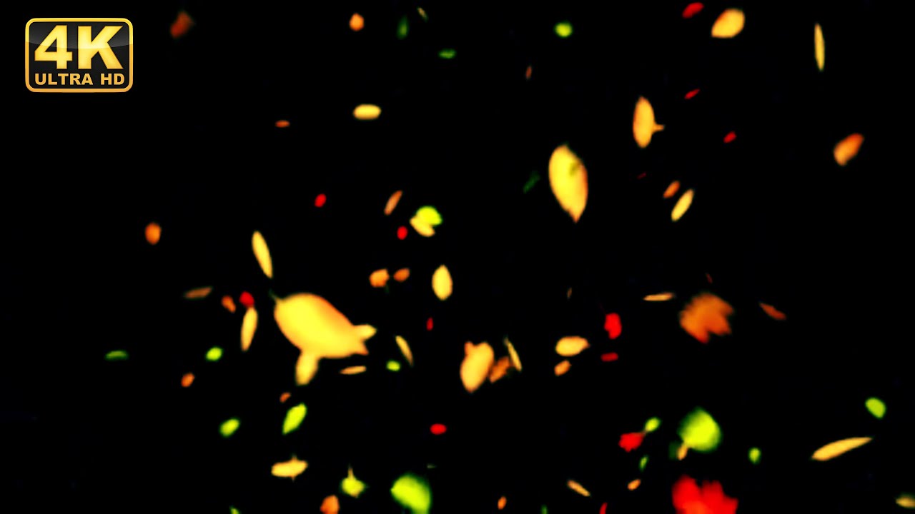 Autumn Leaves leaves falling black screen leaves falling down avatar leaves effect black screen free
