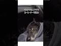 凍った池で溺れた狼を命懸けで助けたら(A I映像)shorts #wolf#rescue #狼#救助猫