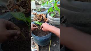 Download Lagu saepty hama🐌#shorst MP3