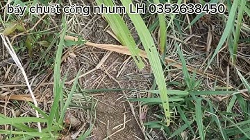 Bẩy chuột cống nhum mùa khô và những địa điểm lý tưởng #sanbatbatri#