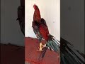 Mais uma aquisição de um galo fenomenal esse animal #galosderaça #galos