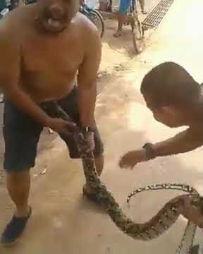Vidio lucu Kontol digigit ular