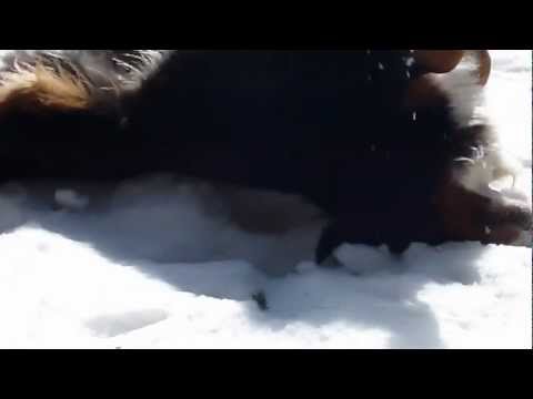 Bernese mountain dog