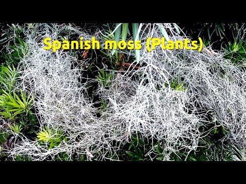 Spanish moss (Tillandsia usneoides)