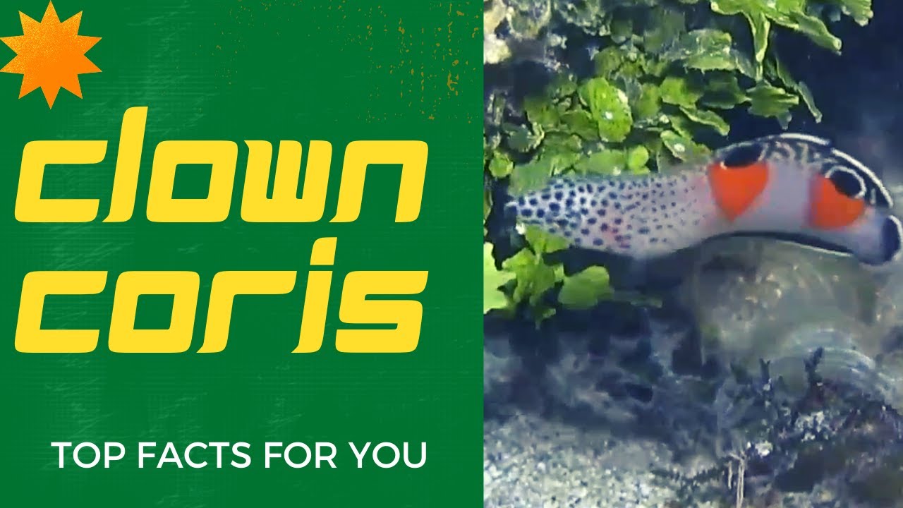 clown coris 🐟 clown wrasse 🐟 false clownwrasse 🐟 humphead wrasse 🐟 hump-headed wrasse