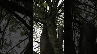 FALLING A 28” WESTERN MAPLE!! #tree #treeremoval #treecare #treeservice #chainsaw #treefelling