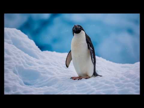 ანტარქტიდა