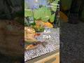 VERY CLEAN KOI FISH TANK WITH AQUARIUM PLANTS #koifish #koifishlovers #fishtank #petco