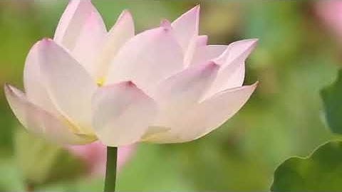 سورة الممتحنة - يحيى حوى