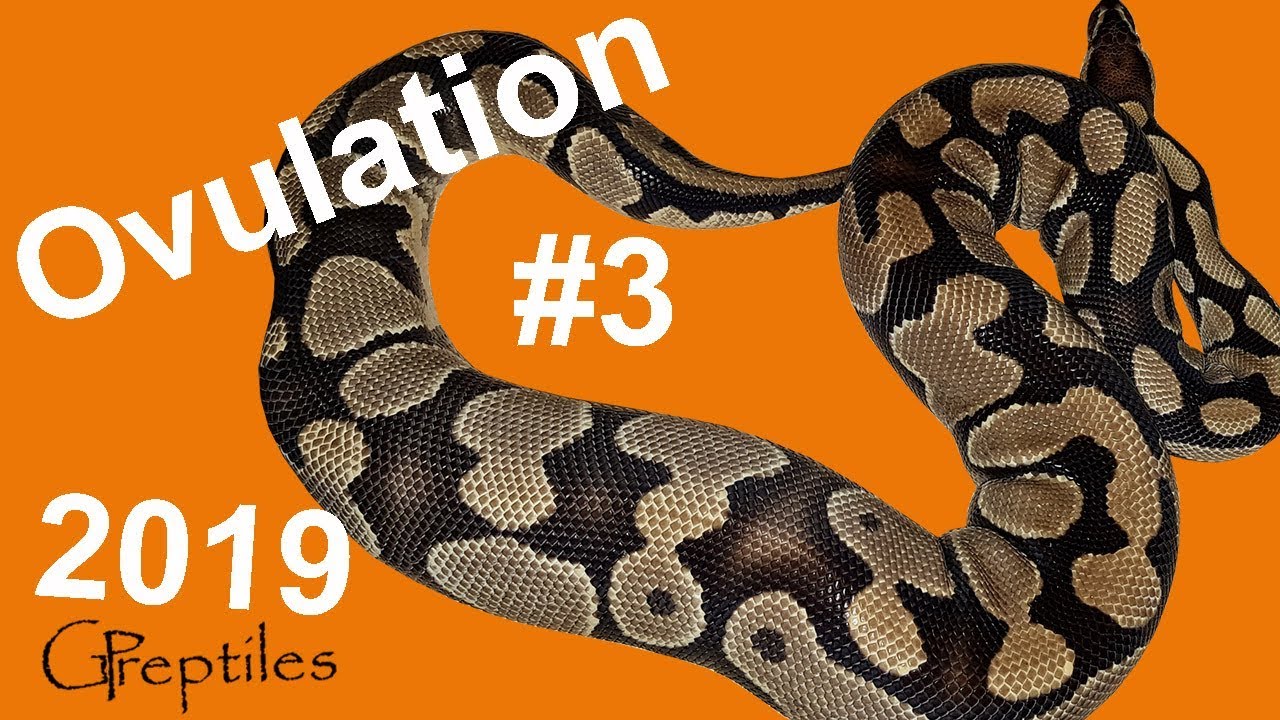 królewskie piwo Ball Python Ovy #3 - Clowns are comming!