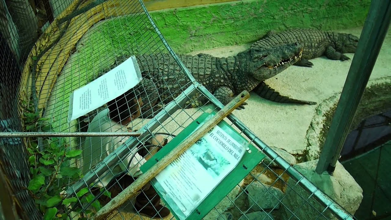 Crocodile park in Torremolinos, Spain YouTube