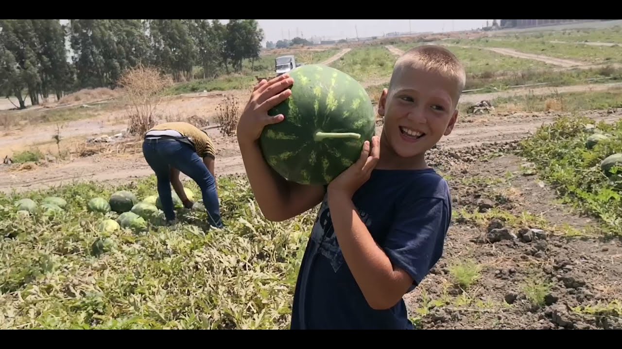 CEYHAN KARPUZ HASADI #KÖYEGÖÇ #CEYHANKARPUZU #HALEPKARPUZU #TARIM #KARPUZHASADI #KAPUZKIRIMI #KARPUZ