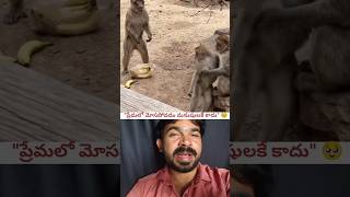 ప్రేమలో మోసపోవడం మనుషులకే కాదు 🥹 #monkey #trending #love #shorts #viral