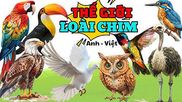 KHÁM PHÁ THẾ GIỚI CÁC LOÀI CHIM | BÉ HỌC CÁC LOÀI CHIM (Anh-Việt) | Bí mật về các loài chim