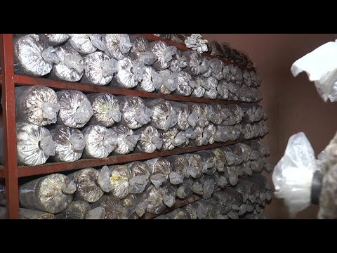 Vidéo: Des Champignons Imperméables Géants Ont Commencé à Pousser à Krasnodar - Vue Alternative