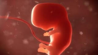 Pregnancy Symptoms and Baby Development
