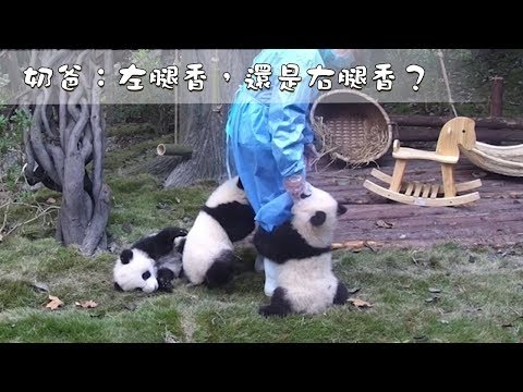 《熊貓早晚安》奶爸：左腿香，還是右腿香？| iPanda