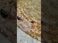 Sonido Fuente de Agua Water Fountain Sounds #shorts #WaterSounds #Relaxing