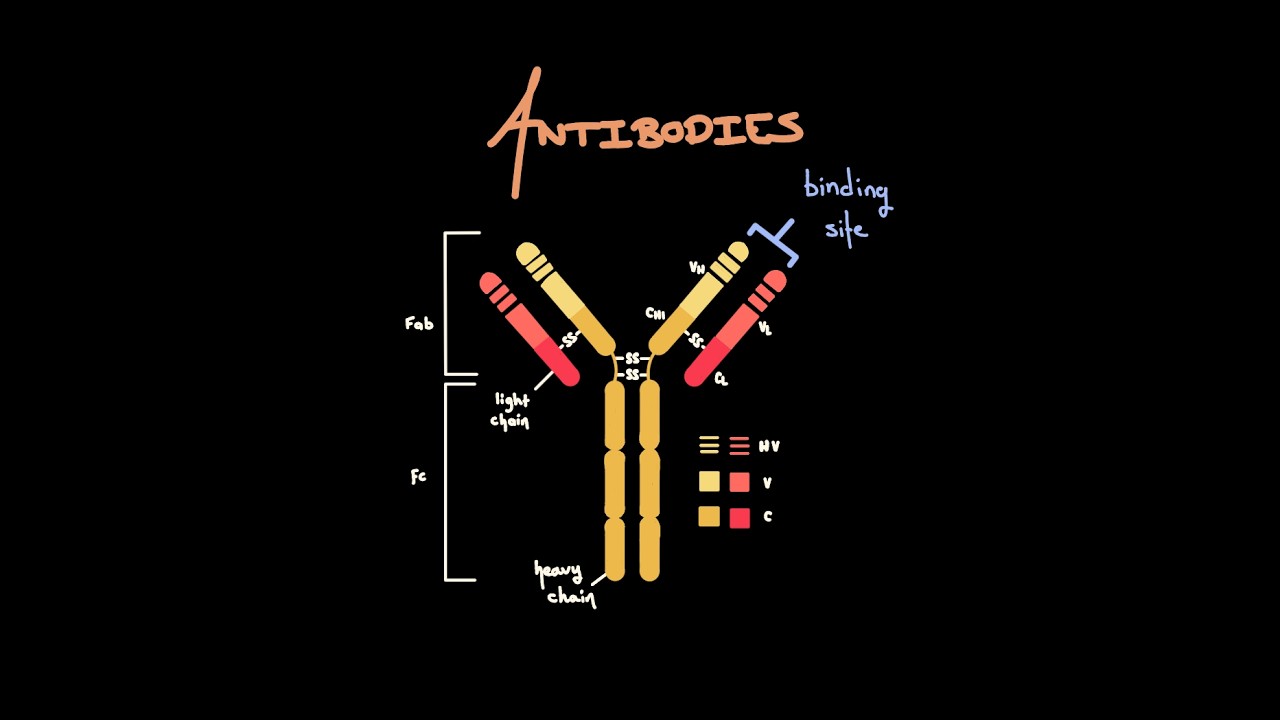 2.5 Antibodies