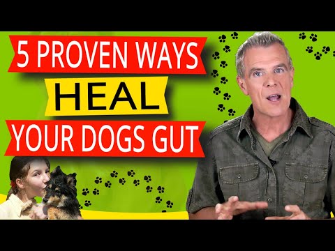 How to Improve Dogs Digestive System (5 Natural Ways To Heal Gut Health)