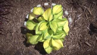 Dig Smart Minute | Perennials