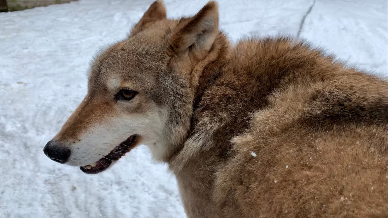 «Товарищи! В зоопарке тигру не докладывают мяса!» - YouTube