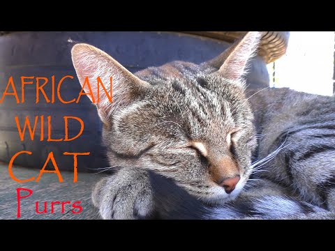 African Wild Cat