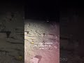 هل تعلم ان الذئب يخاف منه الجن 