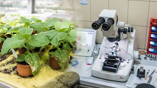 Na co chorują rośliny i jak je leczyć? | Instytut Ochrony Roślin w Poznaniu - PIB