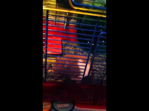 Hamster porn