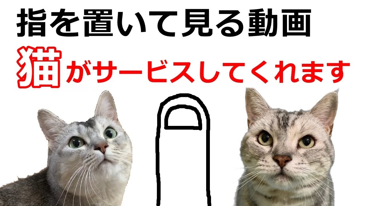 指を置くとyoutube越しに猫と触れ合える 猫カフェねこしまい おしゃべりペット Youtube 指を置くとyoutube越しに猫と触れ合える 猫カフェねこしまい おしゃべりペット Youtube