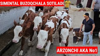 ARZONCHI AKA FERMASIDA SIMENTAL BUZOQLAR SOTILADI. ☎️991064444 ☎️974120909 ☎️991054707 KOTTA PARTIYA