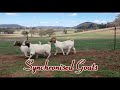 Synchronised Goats - Ladies take a bow!