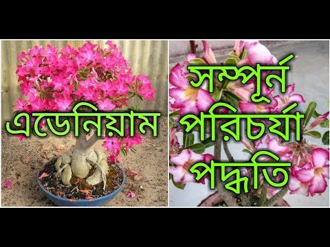 ভিডিও: কীভাবে অ্যাডেনিয়াম বাড়বে