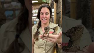 Can you see why they are called “Helmeted Iguanas”?🤩😅