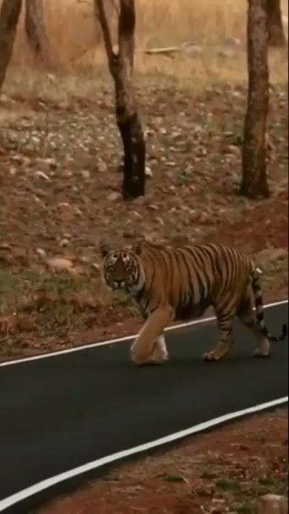 alex tiger ringtone real tiger shows #tiger#ringtone