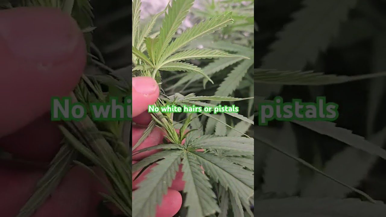 Chopping down a male showing pollen sac development