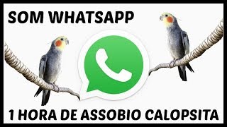 Assobio Calopsita  Som Do Whatsapp  Cockatiel Whistle