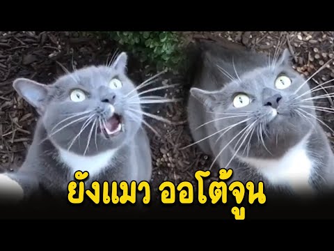 วงการเพลงมีสั่นสะเทือน เมื่อเจอยังเหมียว