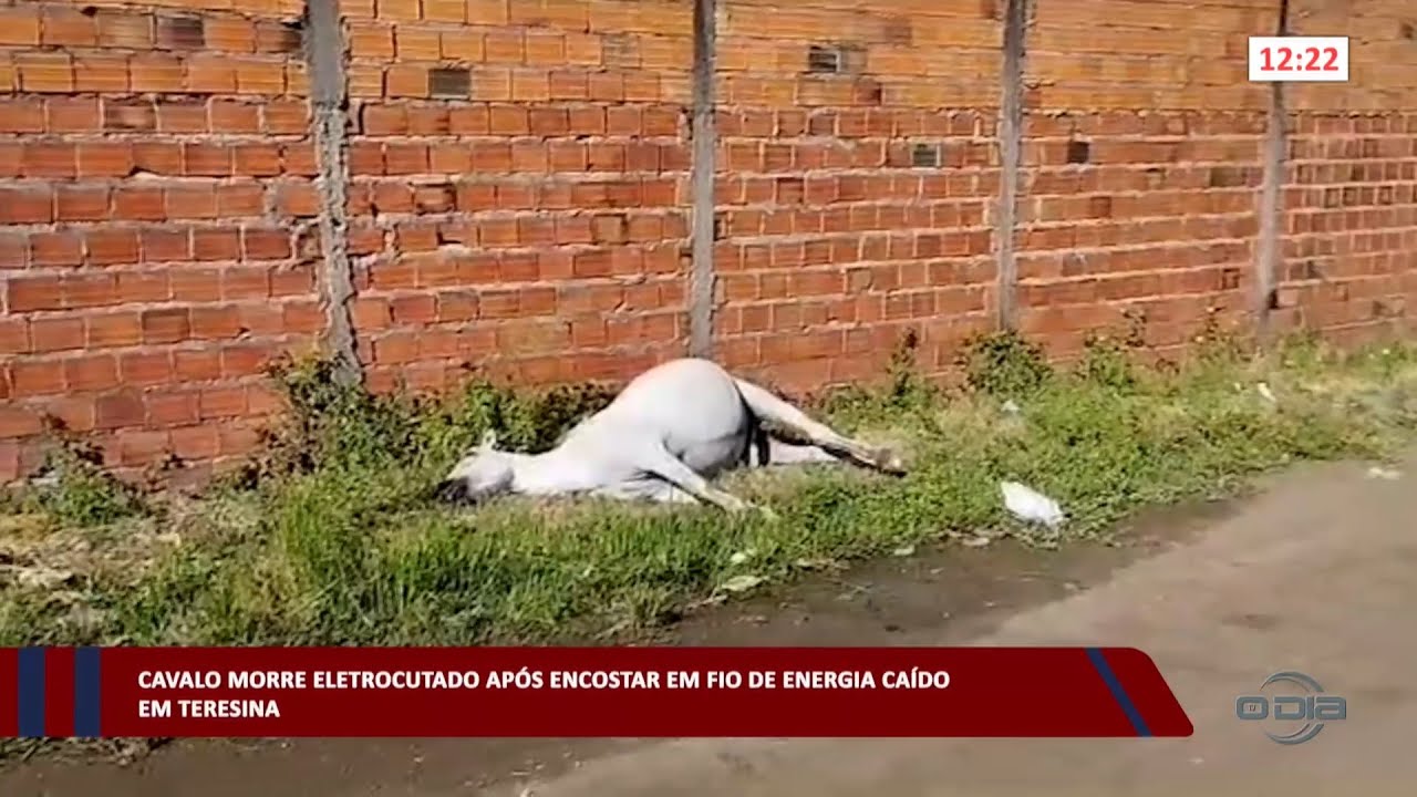 Cavalo morre eletrocutado após encostar em fio de energia caído em Teresina 13 07 2023