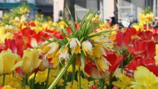 Caddelerde Rüzgar - Elifkibar