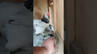 Brahma Chicken Eggs