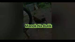 Manok Na Bulik