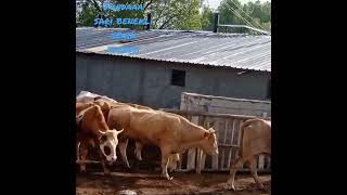 Funda Git Benim Mandiradan Sarı Benekliyi Al Çık