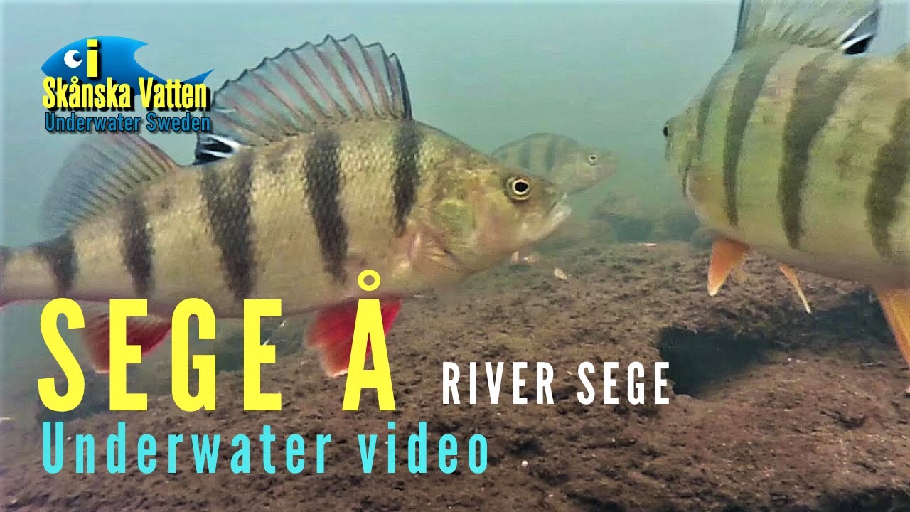 Sege å / River Sege  (2018)