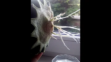 Корни кактуса