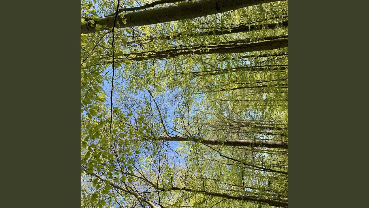 Birds Chirping in the Morning in Denmark IV